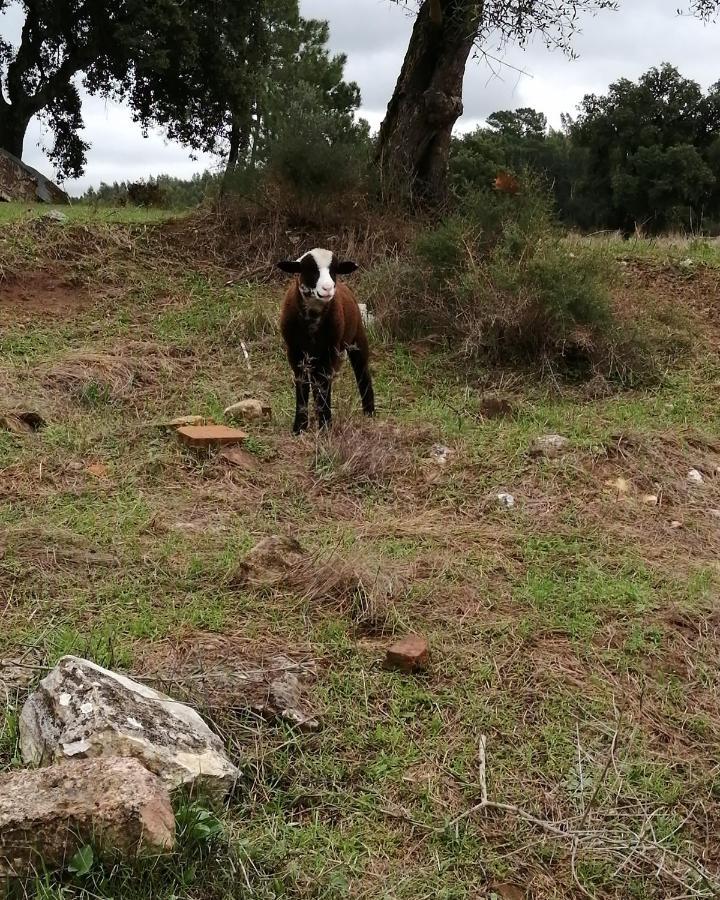 Turismo Rural Casa Da Ceu Amiais de Cima المظهر الخارجي الصورة